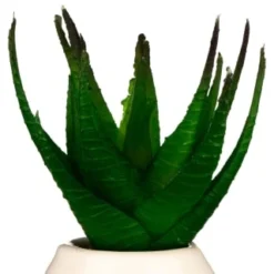 B&M Small Succulent -Cheap Warm House Furnish Store 380107 small succulent 4