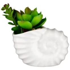 B&M Scandi Shore Small Shell Succulent -Cheap Warm House Furnish Store 380110 small shell succulent