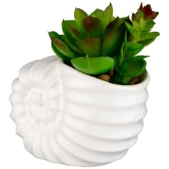 B&M Scandi Shore Small Shell Succulent -Cheap Warm House Furnish Store 380110 small shell succulent 3