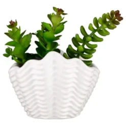 B&M Scandi Shore Small Shell Succulent -Cheap Warm House Furnish Store 380110 small shell succulent 7