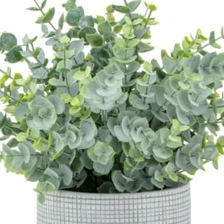 Bloom Eucalyptus In Cement Pot 2 Bloom Eucalyptus In Cement Pot - Image 2